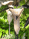 jack in the Pulpits